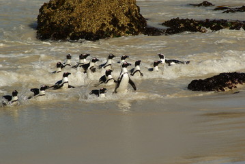 Fototapeta premium PINGUINO AFRICANO