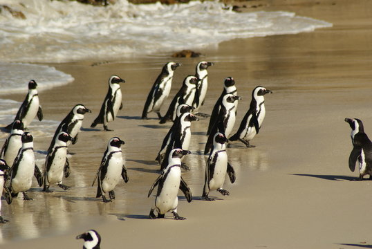 PINGUINO AFRICANO