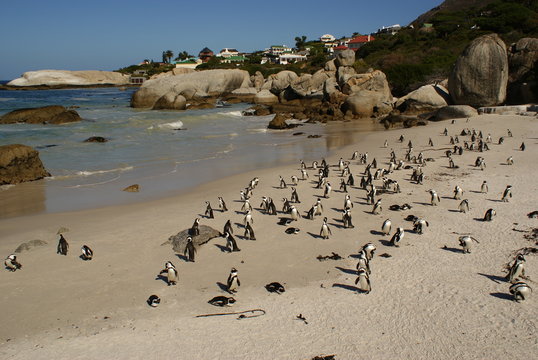 PINGUINO AFRICANO
