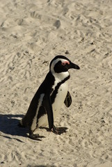 PINGUINO AFRICANO