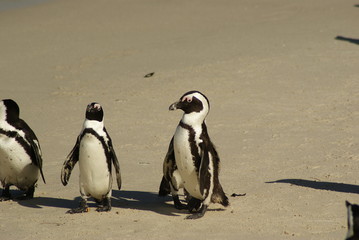 PINGUINO AFRICANO