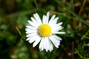 Obraz premium Gänseblümchen