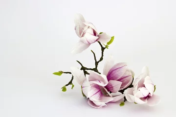 Zelfklevend Fotobehang magnolia flower © Mira Drozdowski