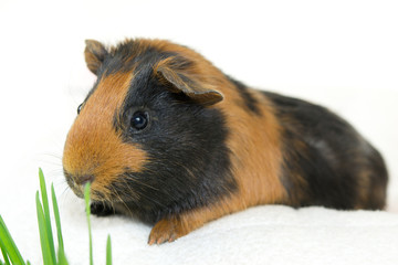 junges glattes Meerschweinchen