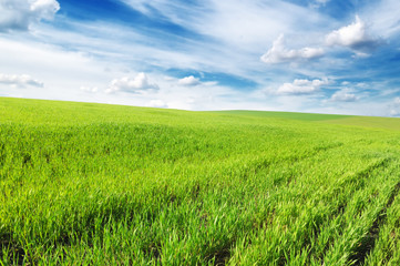Obraz premium meadow