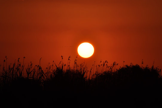 Sunrice in Danube Delta