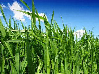 Fototapeta premium green wheat field and cloudy sky