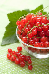 fresh redcurrant
