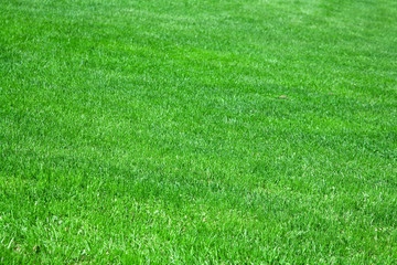 green grass background