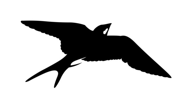 black swallow silhouette flying on white background clip art preview