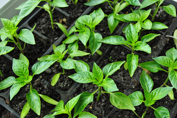 Green plants grow seedlings