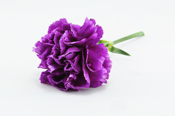 Purple Carnation Isolated on white background