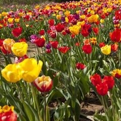 Obraz premium Wiosenne tulipany