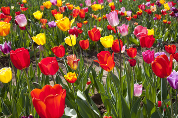 Fototapeta premium Tulpen,Tulpen,Tulpen