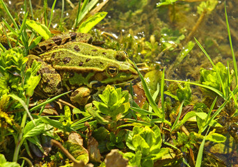 GRENOUILLE VERTE