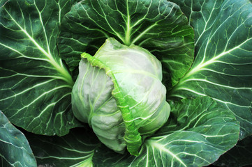 Obraz premium Cabbage
