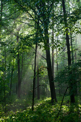 Fototapeta na wymiar Misty forest in morning
