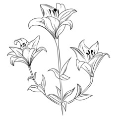 Lily