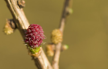 Larix - flower