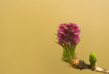 Larix - flower