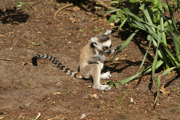 baby ring-tailed lemur eating a piece of grass