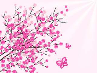 Fototapeta premium Pink flowers