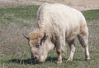 White American Bison