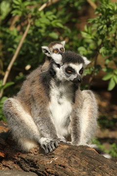 Ring-tailed lemur with a baby on its back