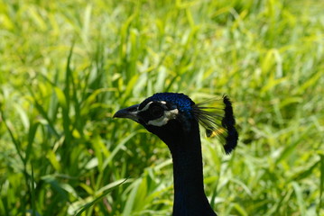 Peacock head in grass