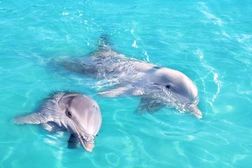 Couple de dauphins nageant dans une eau bleu turquoise