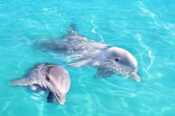 Schilderijen op glas Dolfijnenpaar zwemmen in blauw turquoise water © lunamarina