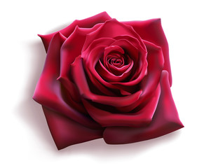Rote Rose (Vektor)