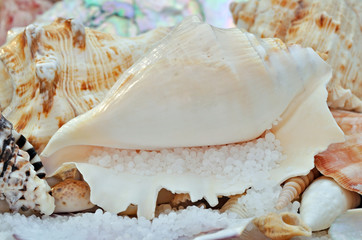 Sea Shells