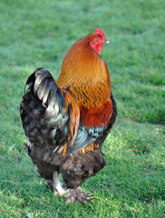coq brahma