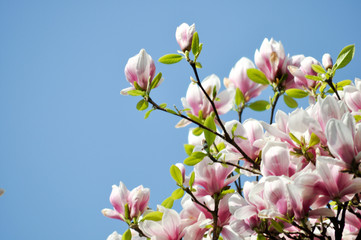 Frühlingsblumen.