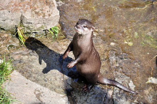 Little otter watching around