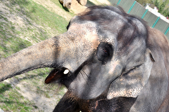Close up the elephant&acute;s head