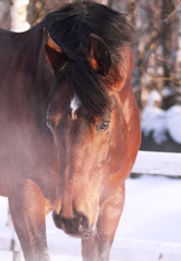 winter portrait of bay horse