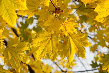 Leaves