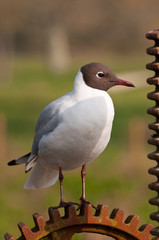 black headed gull on gears