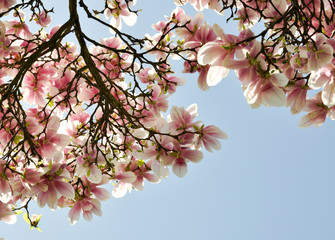 Sonnige Blumen