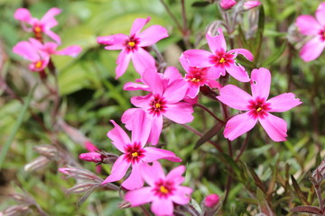 Fototapeta premium Frühlingsblumen Rosa