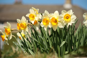 Obraz premium close up of daffodils