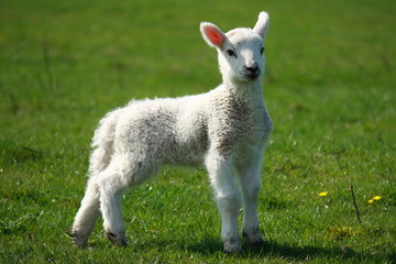 Obraz premium easter lamb