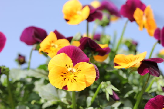 Priemel Bilder Durchsuchen 121 Archivfotos, und Videos