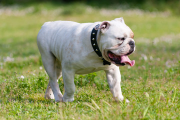 English Bulldog walking