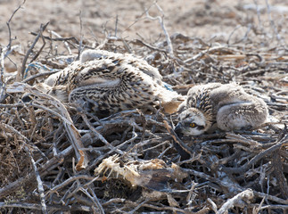 Osprey chicks in a nest