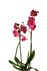 Orchidées