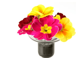 primule colorate