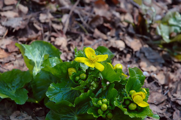 Yellow primroses